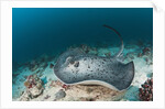 Black-spotted Stingray by Anonymous
