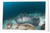 Black-spotted Stingray by Anonymous