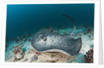 Black-spotted Stingray by Anonymous