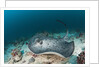 Black-spotted Stingray by Anonymous