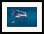 Manta Ray filter feeding by Anonymous