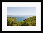 Lush foliage of island, Vrboska, Hvar Island, Croatia by Anonymous