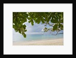 Beach at Bel Ombre, Baie Beau Vallon, Mahe, Seychelles, Indian Ocean islands by Anonymous