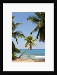 Takamaka beach, Seychelles, Indian Ocean islands by Anonymous