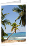 Takamaka beach, Seychelles, Indian Ocean islands by Anonymous