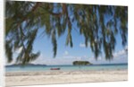Praslin Island, Seychelles, Indian Ocean Islands by Anonymous