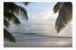Landscape with palm leaves and beach at sunset, Grand Anse, Praslin Island, Seychelles by Anonymous