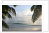 Landscape with palm leaves and beach at sunset, Grand Anse, Praslin Island, Seychelles by Anonymous