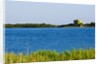 View of lake and reeds, Capalbio, Tuscany, Italy by Anonymous