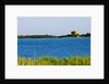 View of lake and reeds, Capalbio, Tuscany, Italy by Anonymous