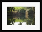 Jordan River by Anonymous