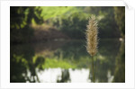 Jordan River by Anonymous