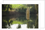 Jordan River by Anonymous