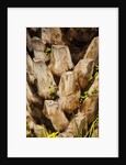 Palm Tree Bark by Anonymous