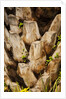 Palm Tree Bark by Anonymous