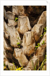Palm Tree Bark by Anonymous