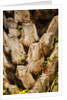 Palm Tree Bark by Anonymous
