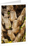 Palm Tree Bark by Anonymous