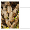 Palm Tree Bark by Anonymous