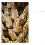 Palm Tree Bark by Anonymous