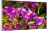 Bougainvillea Flowers by Anonymous