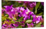 Bougainvillea Flowers by Anonymous