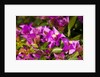 Bougainvillea Flowers by Anonymous