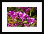 Bougainvillea Flowers by Anonymous