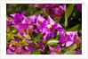 Bougainvillea Flowers by Anonymous