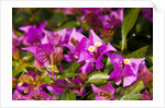 Bougainvillea Flowers by Anonymous