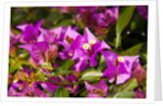 Bougainvillea Flowers by Anonymous