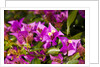 Bougainvillea Flowers by Anonymous