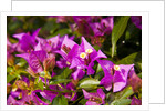 Bougainvillea Flowers by Anonymous