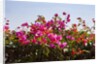 Bougainvillea Flowers by Anonymous