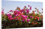 Bougainvillea Flowers by Anonymous