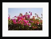 Bougainvillea Flowers by Anonymous