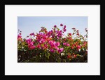 Bougainvillea Flowers by Anonymous