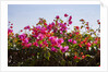 Bougainvillea Flowers by Anonymous