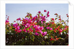 Bougainvillea Flowers by Anonymous