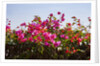 Bougainvillea Flowers by Anonymous