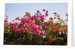 Bougainvillea Flowers by Anonymous