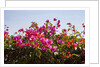 Bougainvillea Flowers by Anonymous