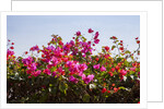 Bougainvillea Flowers by Anonymous