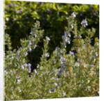 Flowering Sage Bush by Anonymous