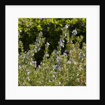 Flowering Sage Bush by Anonymous