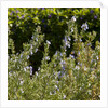 Flowering Sage Bush by Anonymous