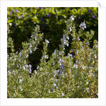 Flowering Sage Bush by Anonymous
