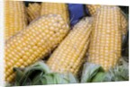 Fresh sweet corn in Carmel Market by Anonymous