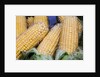 Fresh sweet corn in Carmel Market by Anonymous