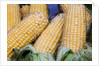 Fresh sweet corn in Carmel Market by Anonymous